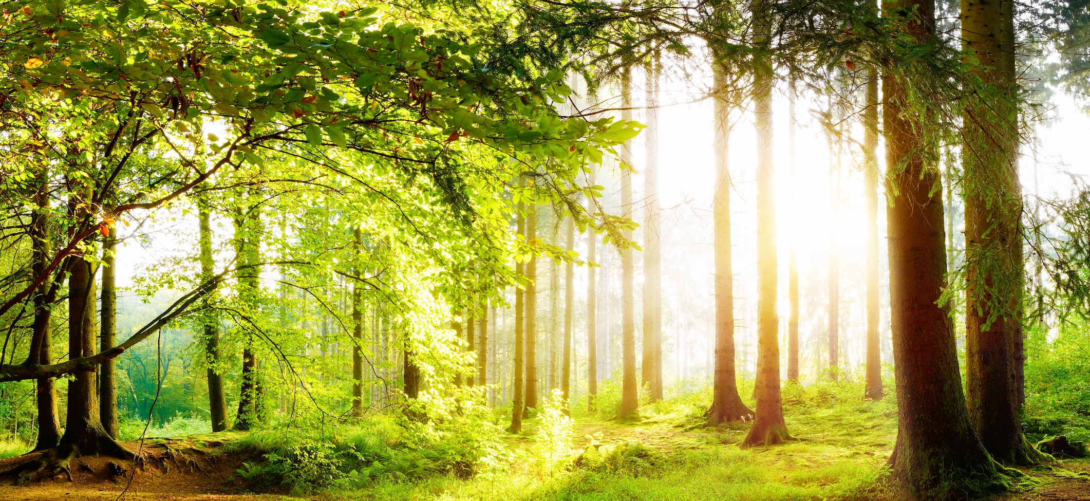 Forest 8 Summer for CONTACT page cropped 1.49 MB